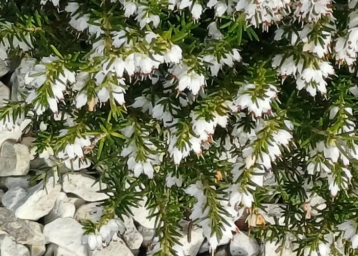 Sleepy Hollow ドネゴール