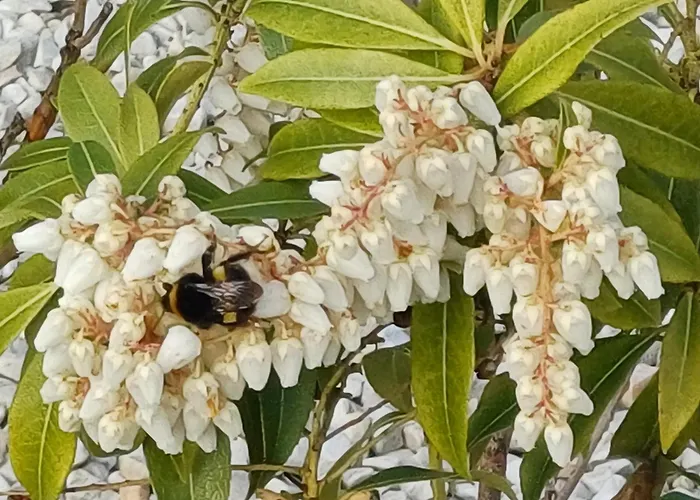 B&B Sleepy Hollow 도니골